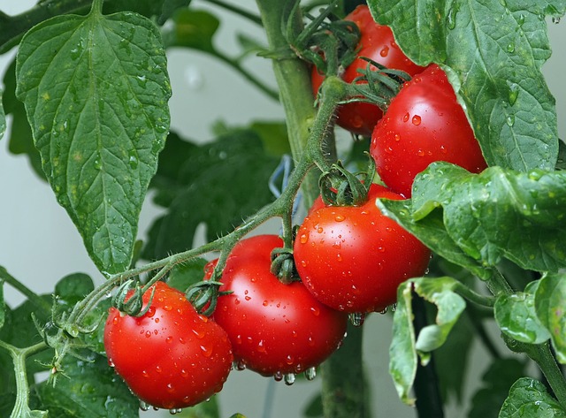 tomate - pomodoro